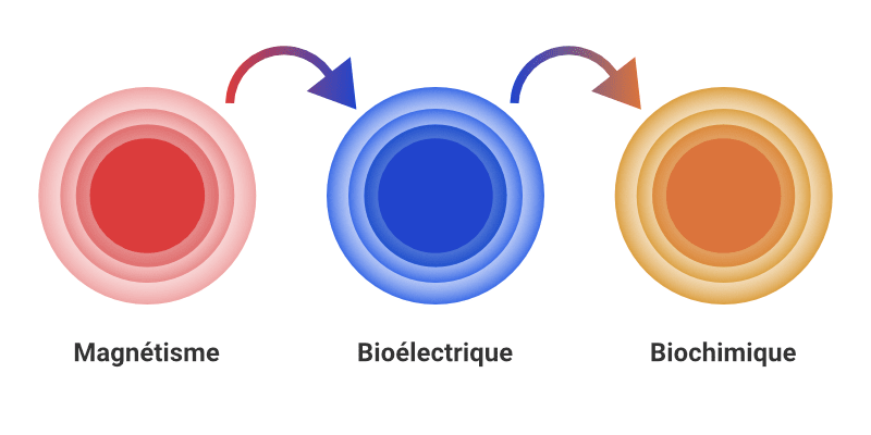 Illustration du fonctionnement du biomagnétisme